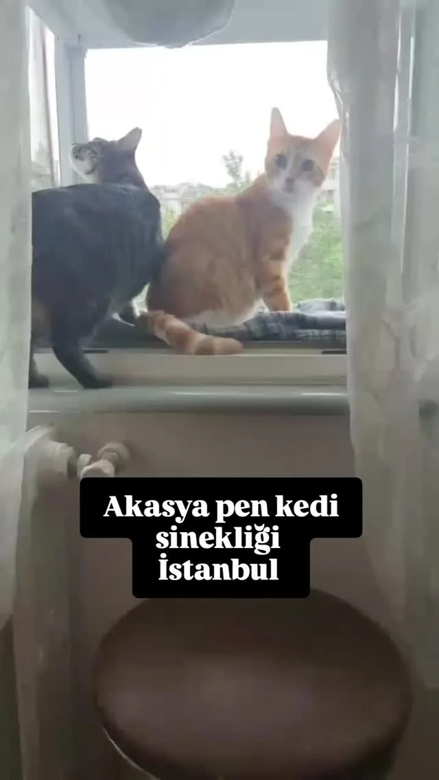 Kedi Sinekligi - Pimapen Tamiri work sample 2
