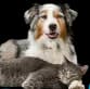 Ataşehir Pet Taksi Pet Nakil Pet Transferi, Cat Transport